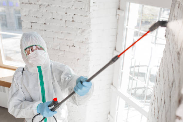 Best Black Mold Removal  in Folcroft, PA